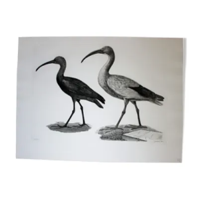 Gravure oiseaux  chalcographie ibis