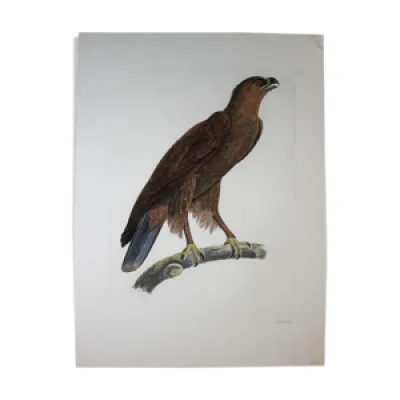 Gravure aigle criard - 1800