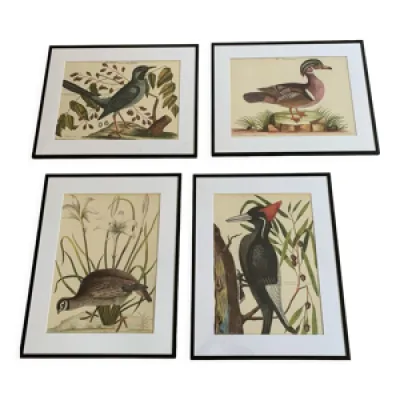 4 planches ornithologiques - originales