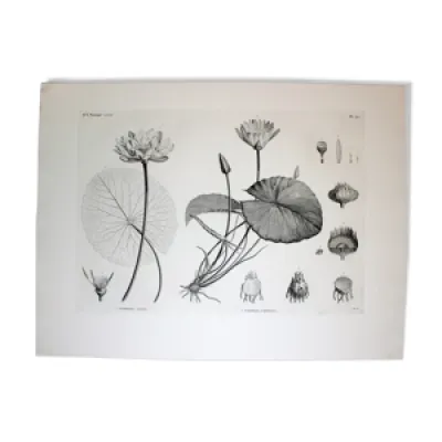 Gravure fleur planche 1800