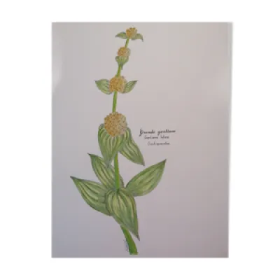 Illustration botanique - gentiane