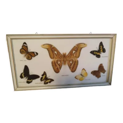 Cabinet de curiosité - papillon