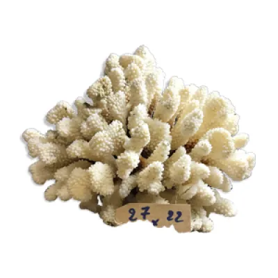 corail cluster