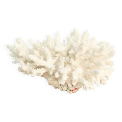 corail blanc années