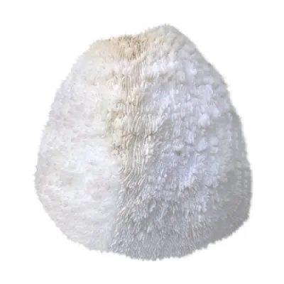 corail blanc
