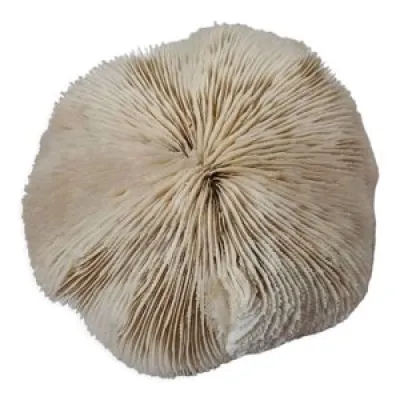 Fungo ou corail champignon,