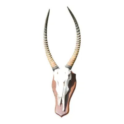 Crâne d'antilope