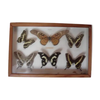 Papillons naturalisés - collection