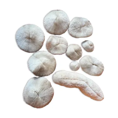 Coraux blanc fungia