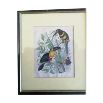 Gravure oiseaux 1852