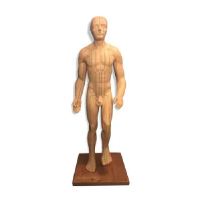 Mannequin anatomique - homme