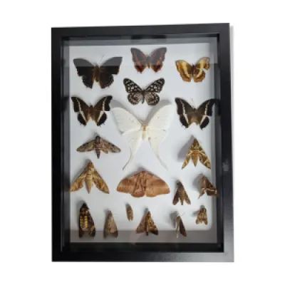 Tableau de papillons - collection