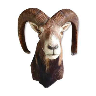 Trophée de chasse Mouflon