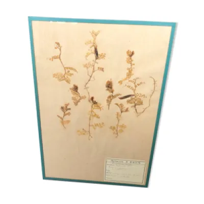herbarium 1874