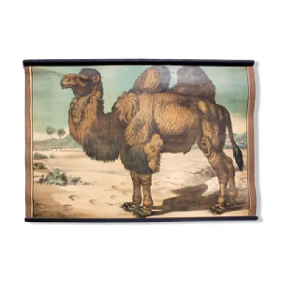 Affiche pédagogique - chameau