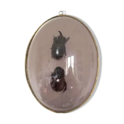 Cadre couple de scarabées