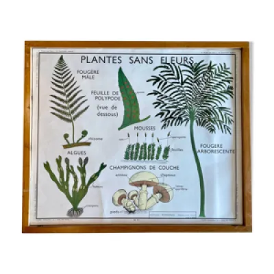 Affiche pédagogique - plantes