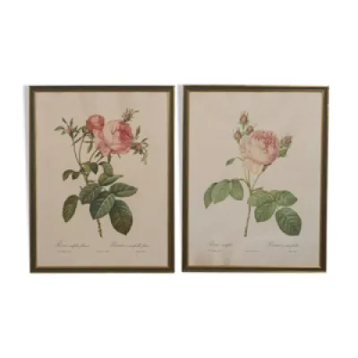 Gravures botaniques rosa