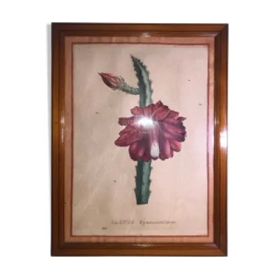 Planche botanique ancienne - cactus