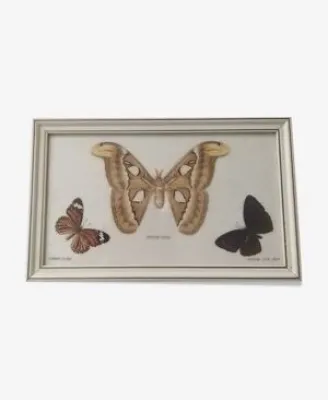Cadre 3 papillons