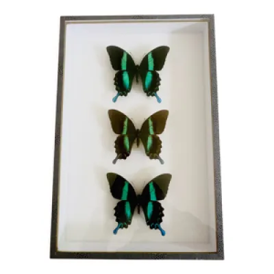 papillon de collection