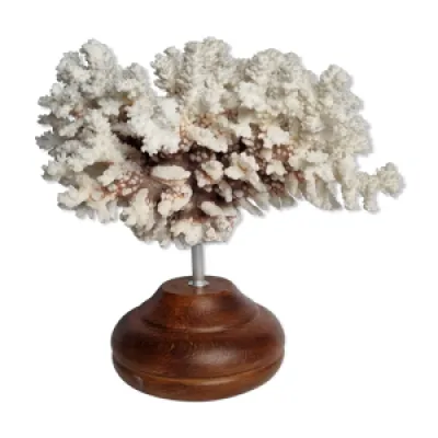 Ancien corail blanc en - branches
