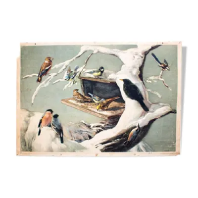 Oiseaux en hiver, éducatif - 1954