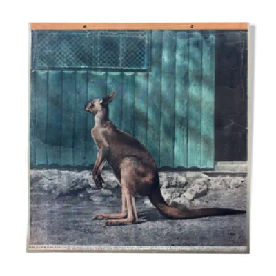 Affiche pédagogique - kangourou