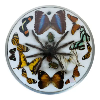 Papillons et araignée - ancien