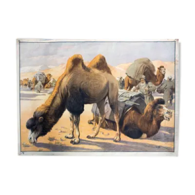 Affiche de chameau éducatif