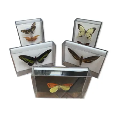 Lot de papillons naturalisés - plexiglass
