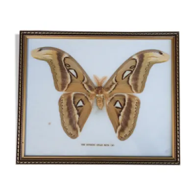 Cadre papillon attacus - atlas