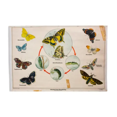 Affiche pédagogique - papillons