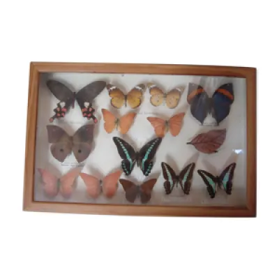 Papillons naturalisés, - collection