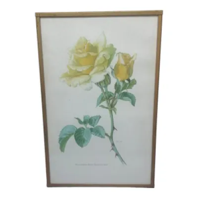 Lithographie fleur Floribunda - cadre laiton