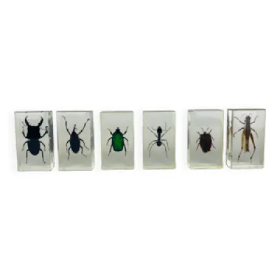 Lot de 6 insectes inclusion