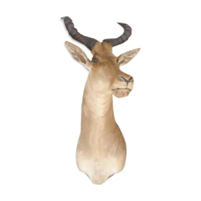 Taxidermie de Bubal antilope