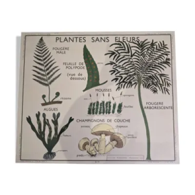 Ancienne affiche yRossignol - plantes