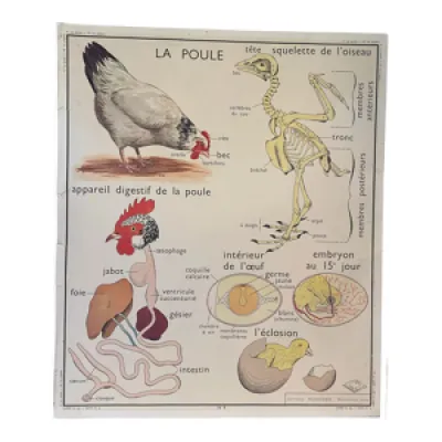Affiche scolaire La Poule - pigeon
