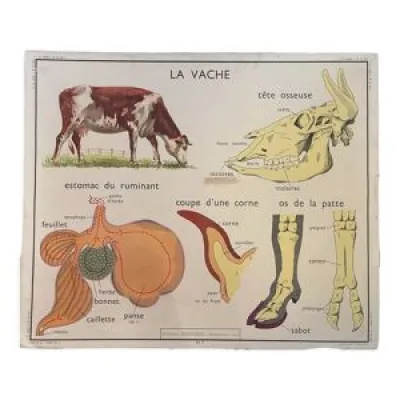 Affiches scolaire Le - vache