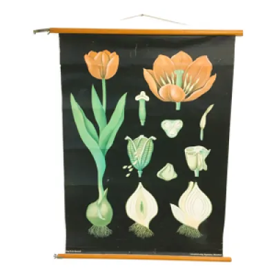 Affiche botanique la - tulipe