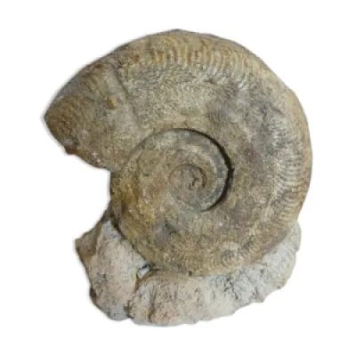Ammonite fossile cabinet