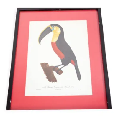Gravure toucan du Brésil