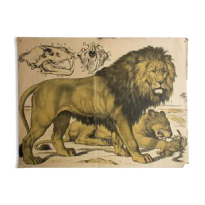Affiche Lion « Felis - planches