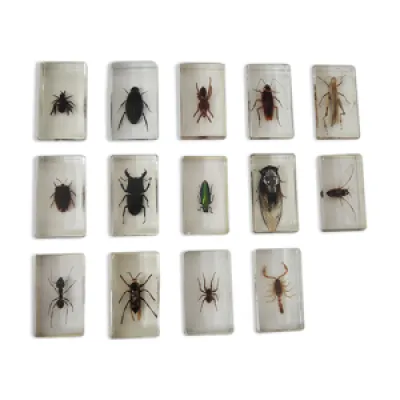 Collection de 14 insectes - inclusion