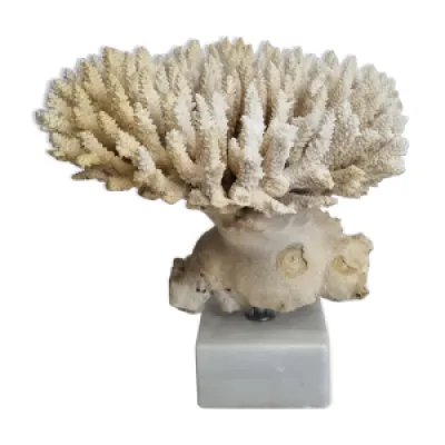 Ancien corail blanc Acropore - socle