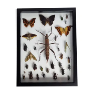 Tableau d'insectes naturalisés, - collection