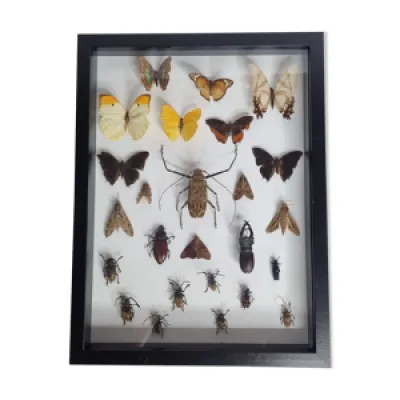 Tableau d'insectes naturalisés, - collection