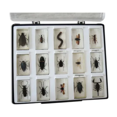 Ancienne collection de - insectes