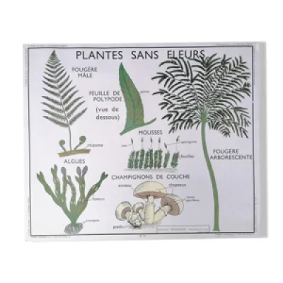 Affiche pédagogique - fleurs plantes